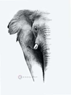 Schilderij - Olifant op witte achtergrond, Grijs wit , 2 maten , Premium print, Wanddecoratie