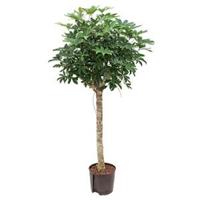 Schefflera arboricola stam M hydrocultuur plant - thumbnail