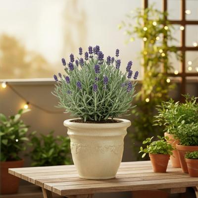 Lavandula angustifolia 'Felice' - Lavendel - P12