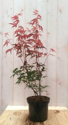 Japanse esdoorn rood groot blad 90 cm struikje - Warentuin natuurlijk