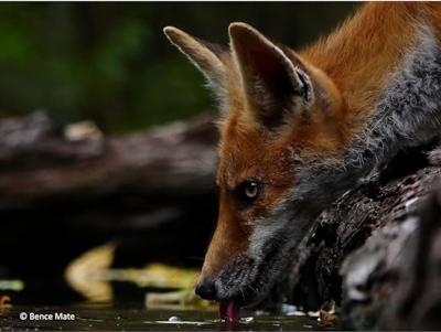 Panasonic Lumix G Vario 100-300mm F/4.0-5.6 mark II Panasonic Lumix G Vario 100-300mm F/4.0-5.6 mark II