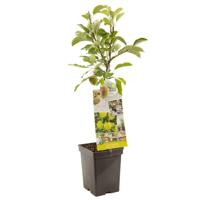 Appelboom Malus domestica Golden Delicious - thumbnail