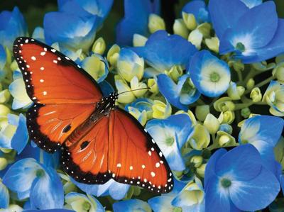 Koningsvlinder 70x50cm Tuinschilderij Customize-it - Customize it