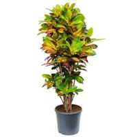 Croton iceton L kamerplant - thumbnail