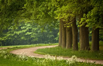 Alexsar Art Tuindoek bomenpad 140x90cm