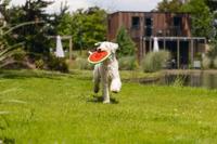 Beeztees Meloen Spikie hondenspeelgoed neopreen 25x8x8 cm - thumbnail