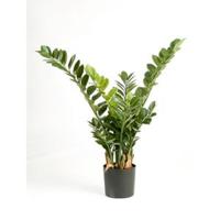 Kunstplant Zamioculcas Smaragd M - thumbnail