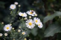 Aster - thumbnail