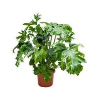 Philodendron bipinifidatum - thumbnail