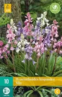 Hyacinthoides hispanica mix 10 bollen - thumbnail
