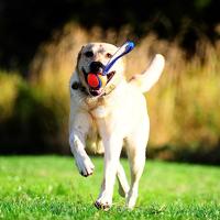 CHUCKIT ULTRA TUG - thumbnail