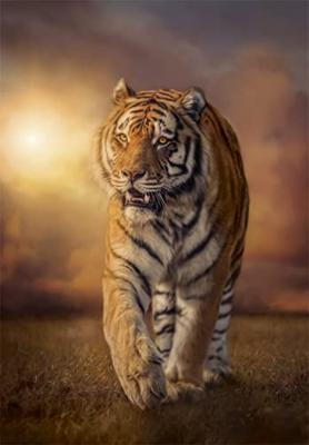 Clementoni High Quality Collection Puzzel Tijger 1000 Stukjes - thumbnail
