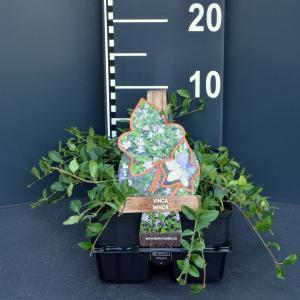 Kleine maagdenpalm (vinca minor) bodembedekker - 4-pack - 1 stuks