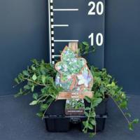 Kleine maagdenpalm (vinca minor) bodembedekker - 4-pack - 1 stuks - thumbnail