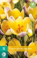 Crocus Advance 15 bollen - thumbnail