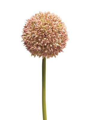 Allium globemaster roze groot 68cm