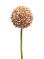 Allium globemaster roze groot 68cm - thumbnail