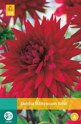 Dahlia Witteman's best