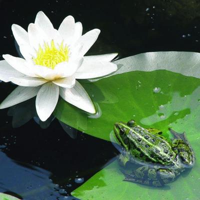 FIAP 2305 PondBasket Active Ø 130 mm Vijvermand (Ø x l) 130 mm x 100 mm 1 stuk(s)