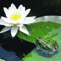 FIAP 2305 PondBasket Active Ø 130 mm Vijvermand (Ø x l) 130 mm x 100 mm 1 stuk(s) - thumbnail