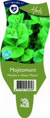Mentha x villosa Mojito kruidenplant Griffioen - Griffioen
