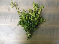 Kerstgroen Hulst (bont of groen) Warentuin Natuurlijk - Warentuin natuurlijk - thumbnail