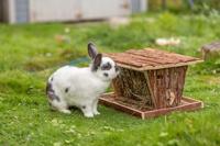 TRIXIE HOOIRUIF MET BODEM EN DEKSEL SCHORSHOUT 40X30X22 CM - thumbnail