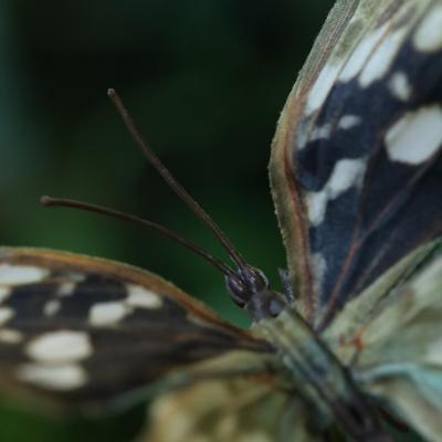 Vlindertak Natural 60cm