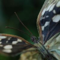 Vlindertak Natural 60cm - thumbnail