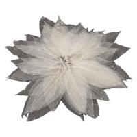 Magnolia Bladskeletten, 50st. - thumbnail