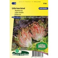 Romeinse sla zaden - Little Gem Intred - thumbnail