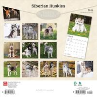 Siberian Husky Kalender 2026 - thumbnail
