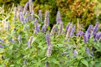 Dropplant - thumbnail