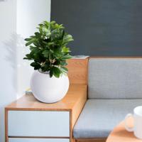 Raam Schefflera kunstplant 50cm - thumbnail