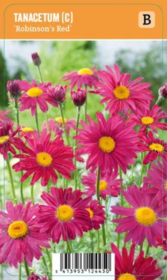 Vips Tanacetum (C) Robinsons Red - Wormkruid