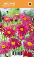 Vips Tanacetum (C) Robinsons Red - Wormkruid - thumbnail