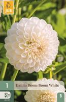 Dahlia boom boom white - thumbnail