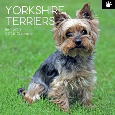Yorkshire Terrier Kalender 2026