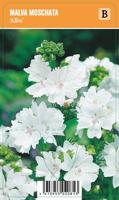 Vips Malva moschata Alba - Muskuskaasjeskruid - thumbnail