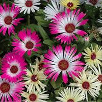 Dorotheanthus Bellidiformis zaden Magic Carpet ijsbloem - thumbnail