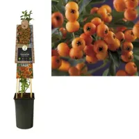Vuurdoorn (Pyracantha "Golden Charmer") klimplant - thumbnail