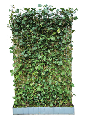 Hedera Hibernica scherm 120x180 cm Warentuin Natuurlijk - Warentuin natuurlijk Hedera Hibernica scherm 120x180 cm Warentuin Natuurlijk - Warentuin natuurlijk