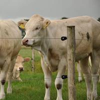 Gallagher Schroef-ringisolator BS hout super (25) - 009008 009008 - thumbnail