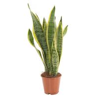 Sansevieria Trifasciata Laurentii (Vrouwentong) P 14 cm - thumbnail