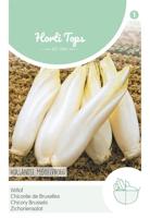 Zaden Brussels Witlof Hollandse Middelvroeg Hortitops - Hortitops - thumbnail