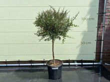 Cistrusboom - Citroenkaviaar