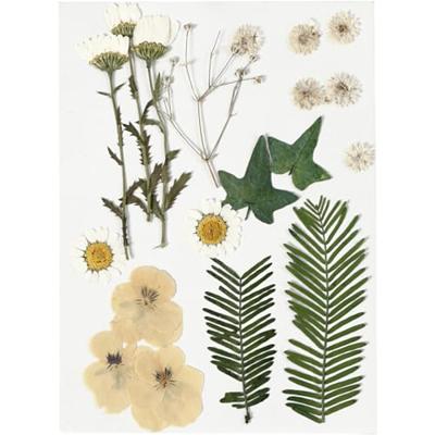 Creativ Company Gedroogde bloemen en bladeren off-white, 19dlg.