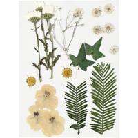 Creativ Company Gedroogde bloemen en bladeren off-white, 19dlg. - thumbnail