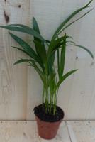 Areca Dypsis Goudpalm H40-60 cm potmaat 12 cm kamerplant Warentuin Natuurlijk - Warentuin natuurlijk - thumbnail