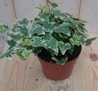 3 stuks! Hedera klimop witbont Warentuin Natuurlijk - Warentuin natuurlijk - thumbnail